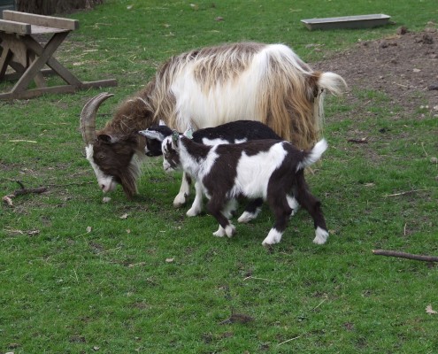 De Nederlandse landgeit in het Hertenkamp Tiel