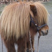 Shetlandpony in het Hertenkamp Tiel