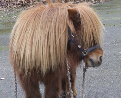 Shetlandpony in het Hertenkamp Tiel