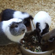 Cavia in het Hertenkamp Tiel