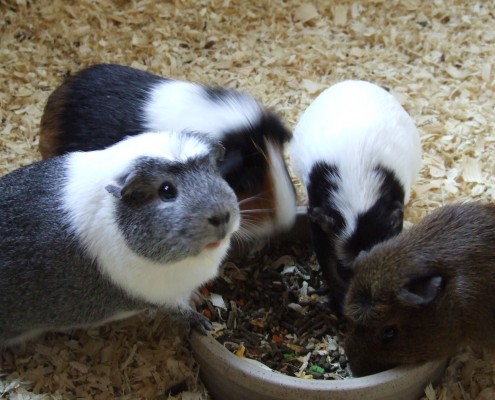 Cavia in het Hertenkamp Tiel