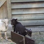 Het Ouessant schaap in het Hertenkamp Tiel