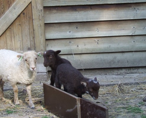 Het Ouessant schaap in het Hertenkamp Tiel