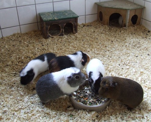 Cavia in het Hertenkamp Tiel