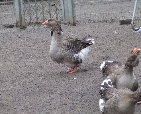 Ganzen in het Hertenkamp Tiel