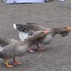 Ganzen in het Hertenkamp Tiel