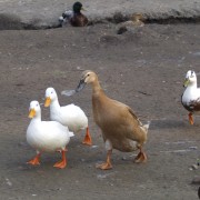 Loopeenden in het Hertenkamp Tiel