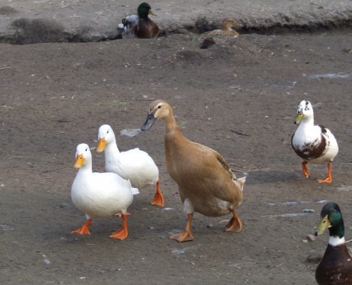 Loopeenden in het Hertenkamp Tiel