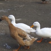 Loopeenden in het Hertenkamp Tiel