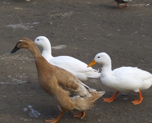 Loopeenden in het Hertenkamp Tiel