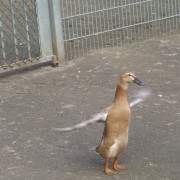 Loopeenden in het Hertenkamp Tiel