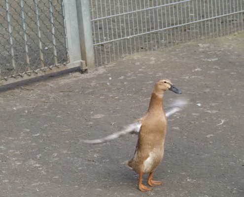 Loopeenden in het Hertenkamp Tiel