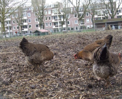 Kippen in het Hertenkamp Tiel