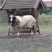 Het Jacobschaap in het Hertenkamp Tiel