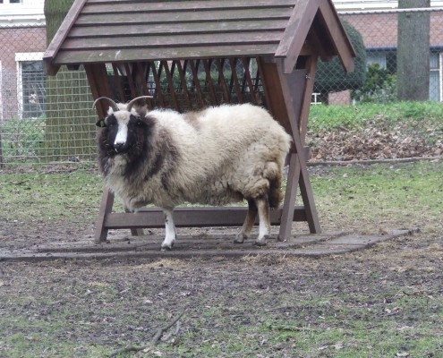 Het Jacobschaap in het Hertenkamp Tiel