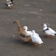 Loopeenden in het Hertenkamp Tiel