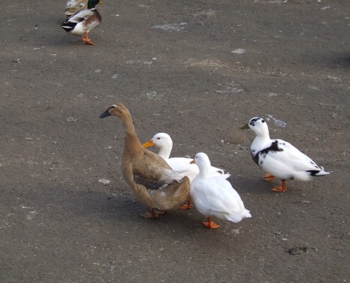 Loopeenden in het Hertenkamp Tiel