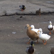 Loopeenden in het Hertenkamp Tiel