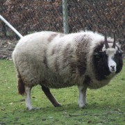 Het Jacobschaap in het Hertenkamp Tiel