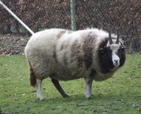 Het Jacobschaap in het Hertenkamp Tiel