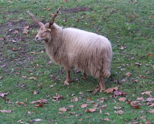 Racka schaap in het Hertenkamp Tiel