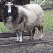 Het Jacobschaap in het Hertenkamp Tiel