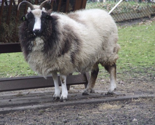 Het Jacobschaap in het Hertenkamp Tiel