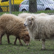 Het Ouessant schaap in het Hertenkamp Tiel