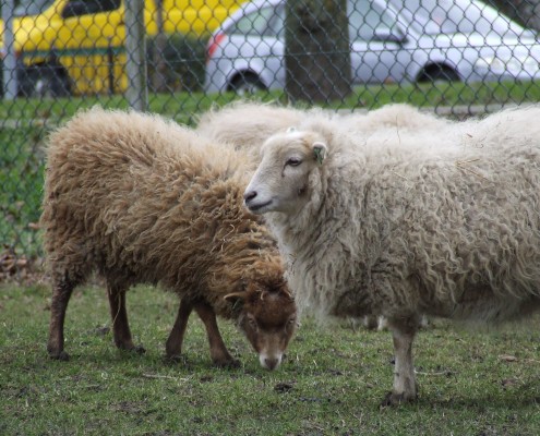 Het Ouessant schaap in het Hertenkamp Tiel