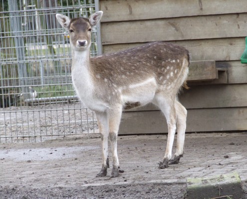 Damhert in het Hertenkamp Tiel