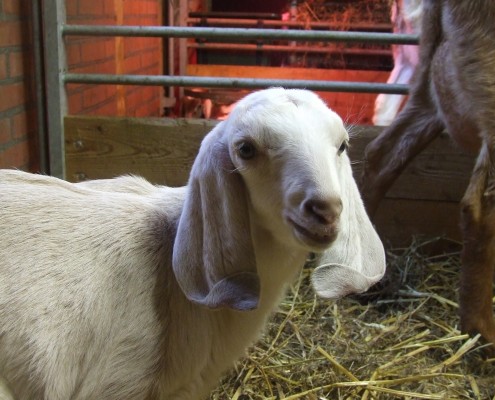 De ( Anglo) Nubische geit in het Hertenkamp Tiel