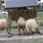 Het Ouessant schaap in het Hertenkamp Tiel