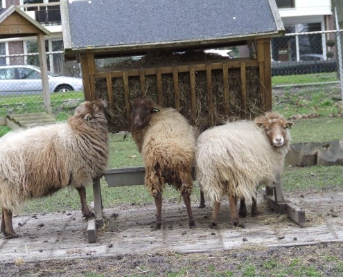 Het Ouessant schaap in het Hertenkamp Tiel