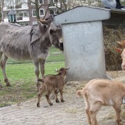 De Mini ezel in het Hertenkamp Tiel