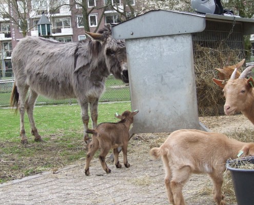 De Mini ezel in het Hertenkamp Tiel