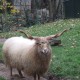 Racka schaap in het Hertenkamp Tiel