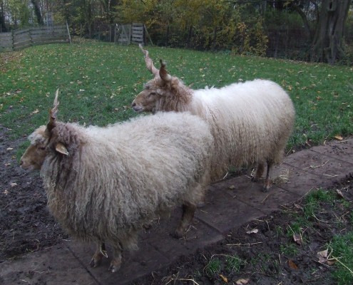 Racka schaap in het Hertenkamp Tiel