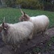 Racka schaap in het Hertenkamp Tiel