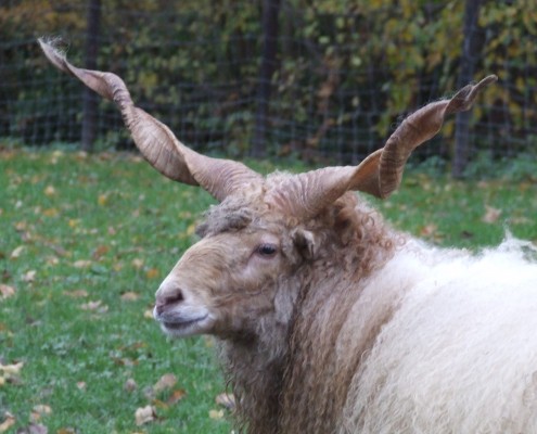 Racka schaap in het Hertenkamp Tiel