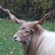 Racka schaap in het Hertenkamp Tiel