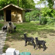 Het Romanovschaap in het Hertenkamp Tiel