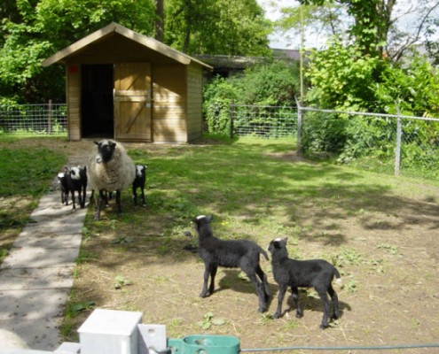 Het Romanovschaap in het Hertenkamp Tiel