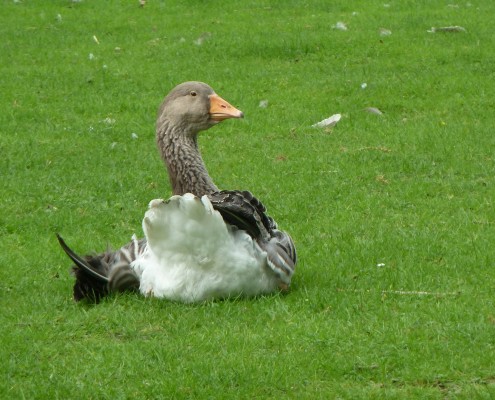 Ganzen in het Hertenkamp Tiel