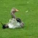 Ganzen in het Hertenkamp Tiel