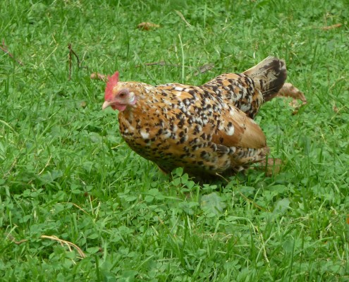 Kippen in het Hertenkamp Tiel