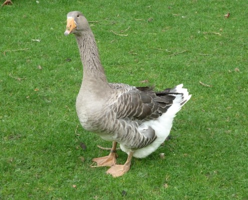 Ganzen in het Hertenkamp Tiel