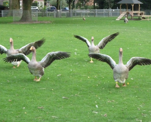 Ganzen in het Hertenkamp Tiel