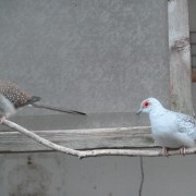 Volière vogels in het Hertenkamp Tiel