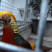 Volière vogels in het Hertenkamp Tiel