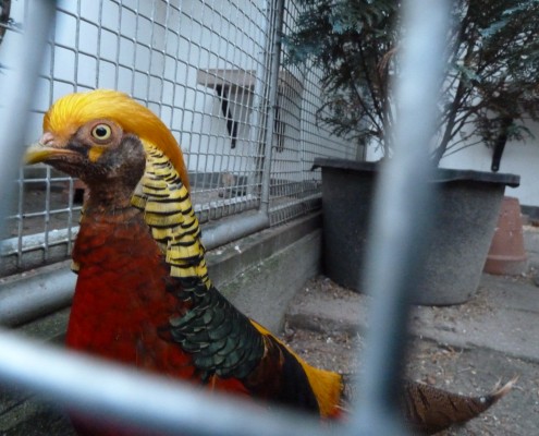 Volière vogels in het Hertenkamp Tiel